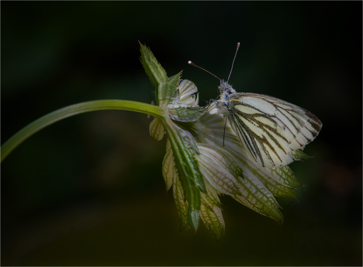Green Viened White  on Astrantia - Mark Rivers